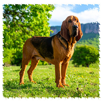 bloodhound